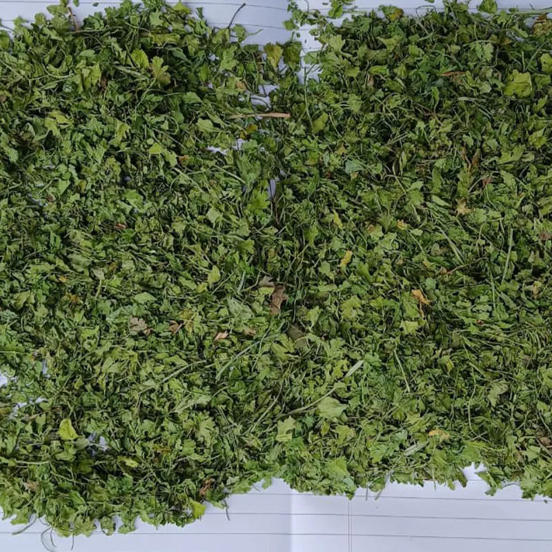 Coriander Leaves — Venus Dehydrates